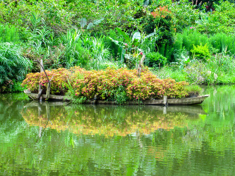 仙湖植物园