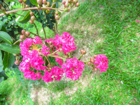 紫薇花
