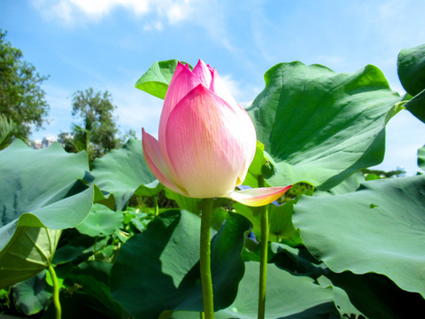 荷花花苞