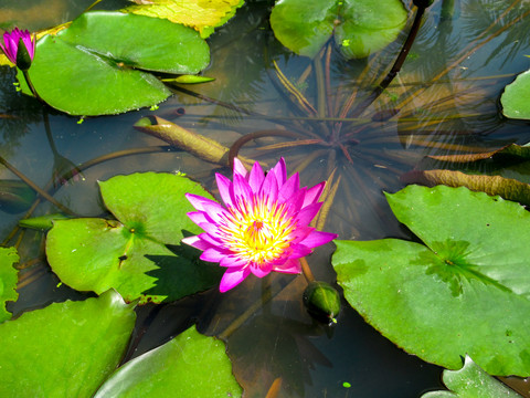 莲花