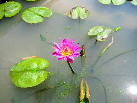 莲花
