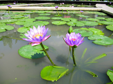 莲花