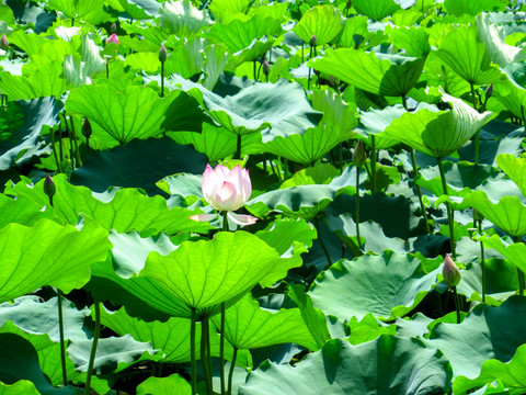 荷花池