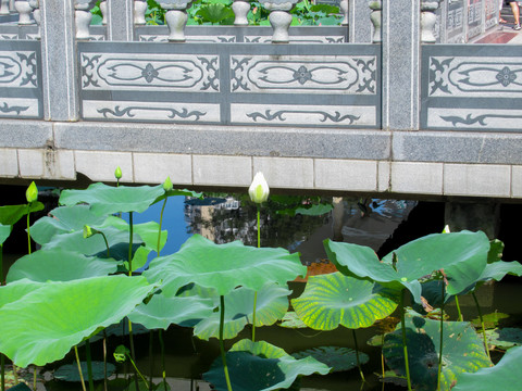 荷花池
