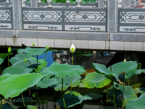 荷花池