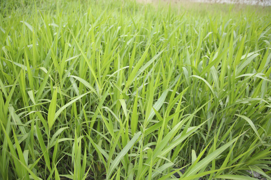 郁郁葱葱茂盛生长的芦苇荡