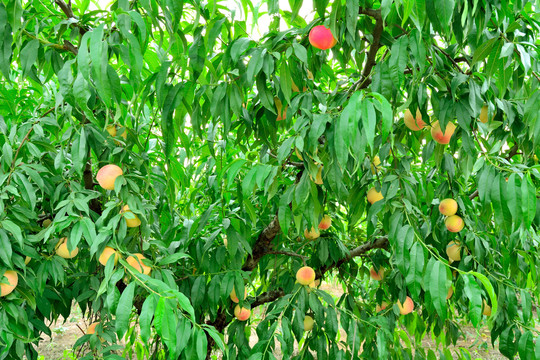 果园的桃树