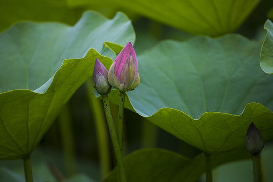 荷花