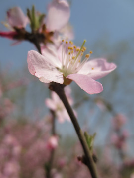 桃花