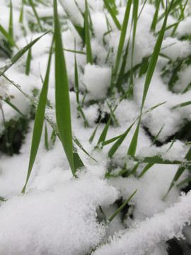 草地上的春雪