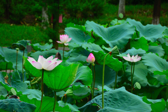 莲花