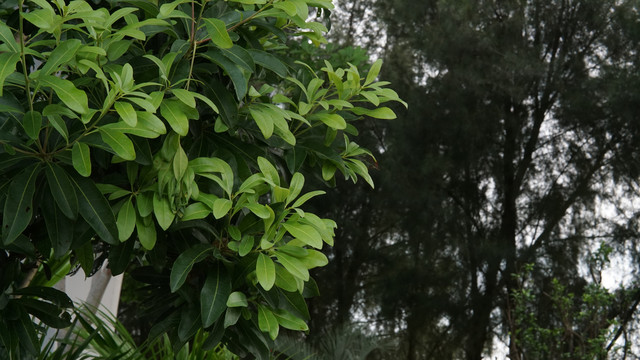 植物绿叶