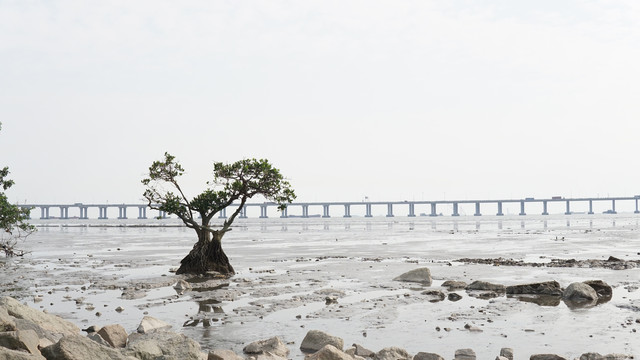 海边树木