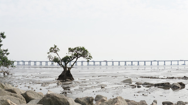 海边树木