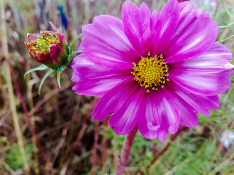 格桑花素材