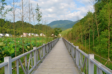 荷塘栈道风景