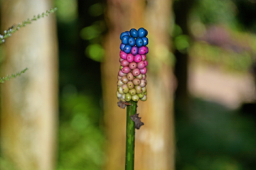 花魔芋