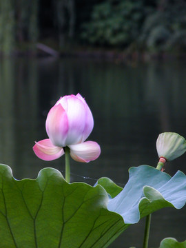 西湖荷花