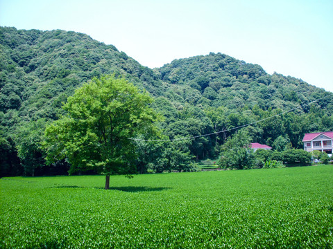 茶园茶山