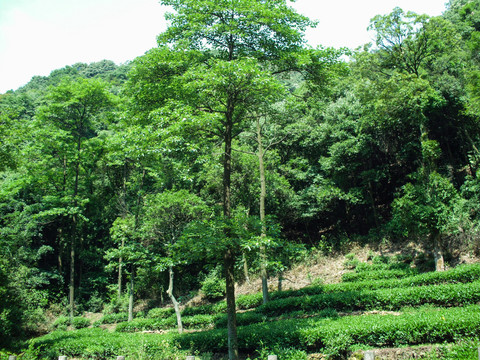 茶园基地