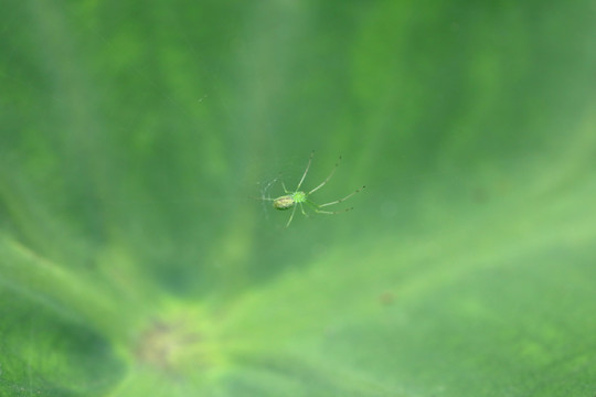 昆虫摄影蜘蛛