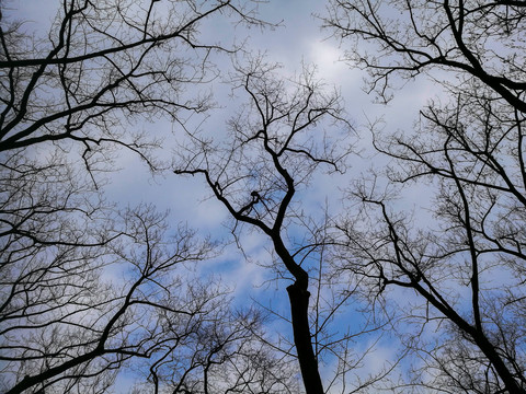蓝天下的枯木树枝