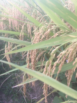 水稻稻谷稻米