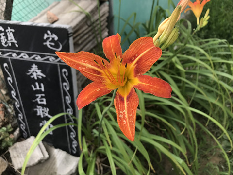 忘忧草开花