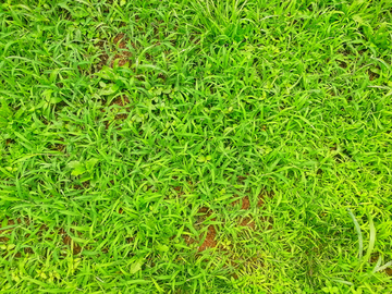 绿色植物背景