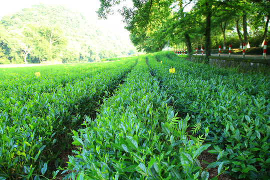 西湖龙井茶园