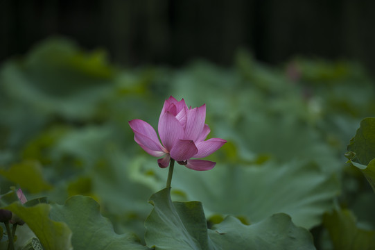 合肥包公园荷花