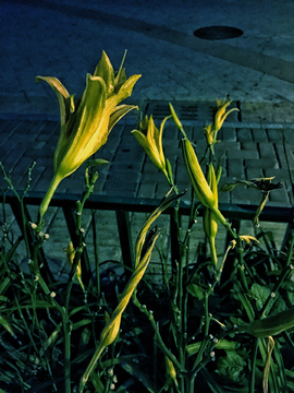 大颗粒夜景植物