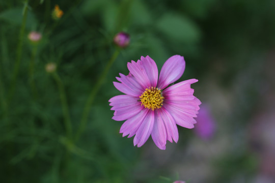 鬼针草花