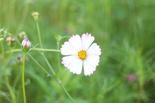 鬼针草花