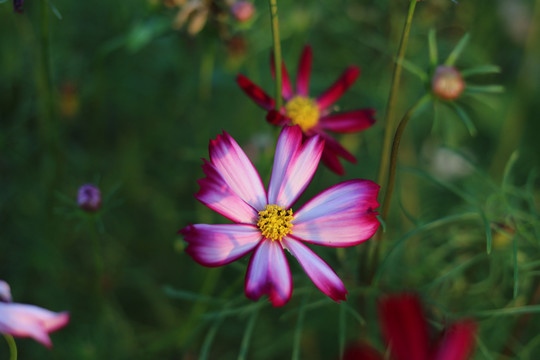 鬼针草花