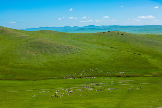 夏季丘陵草原羊群