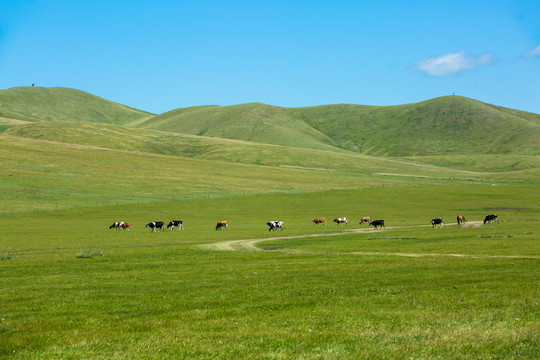 丘陵草原牧场牛群吃草