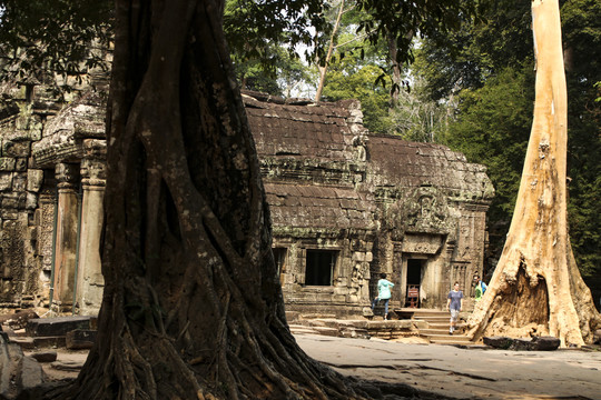 柬埔寨千年古树