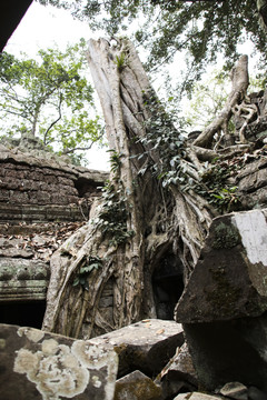 柬埔寨千年古树