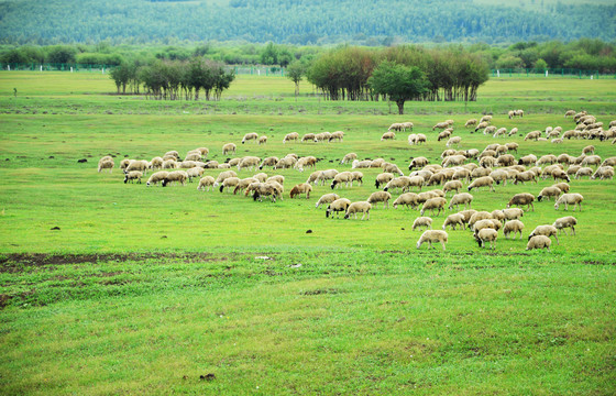 草场羊群