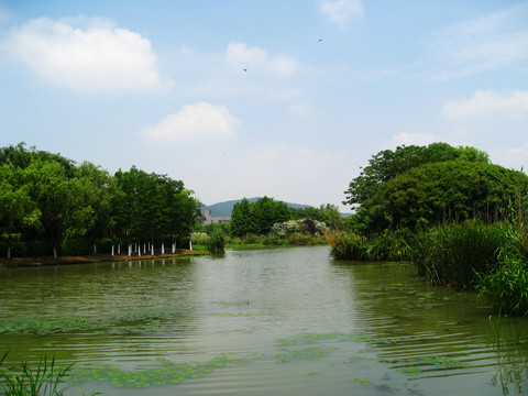 长广溪湿地自然风光