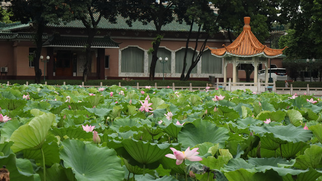 荷花池