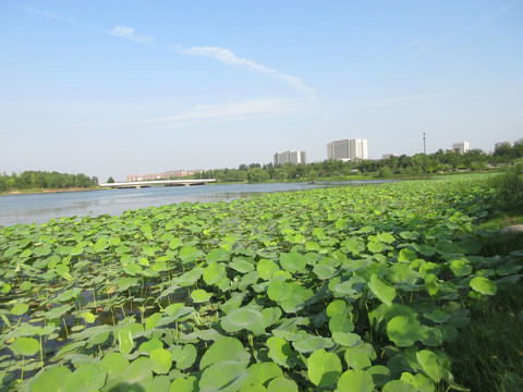 郑州龙子湖