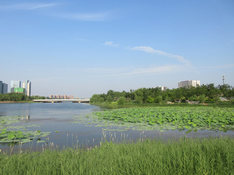 郑州龙子湖