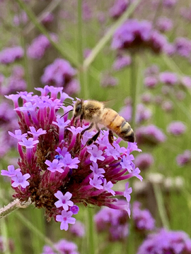 蜜蜂釆蜜