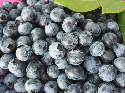 鲜果蓝莓