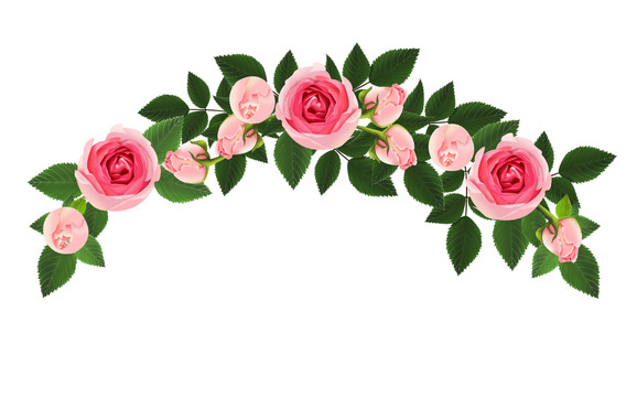 粉色蔷薇插画