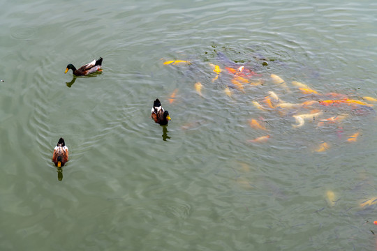 鱼鸭戏水