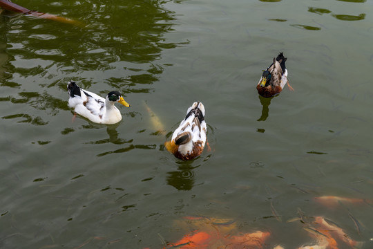 鱼鸭戏水