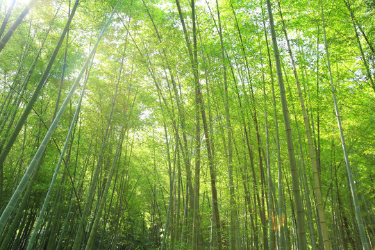 夏日竹林